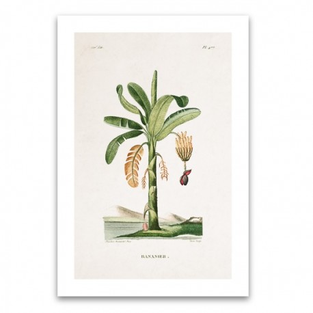 Affiche botanique - Bananier