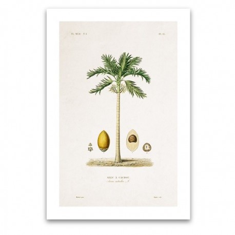 Affiche botanique - Palmier Arec