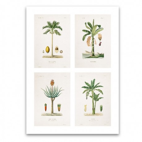 Affiche 4 plantes botaniques