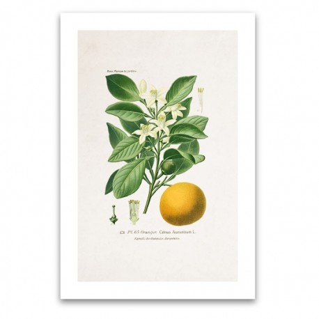 Affiche botanique - Oranger