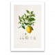 Affiche botanique - Citron Citrus Limonium.