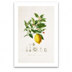 Affiche botanique - Citron