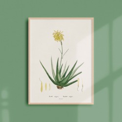 Affiche Plantes Grasses - Aloé Vulgaris