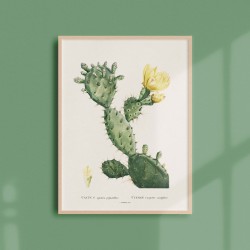 Affiche Plantes Grasses - Cactus Opuntia Polyanthos