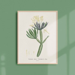Affiche Plantes Grasses - Cacalia Kleinia