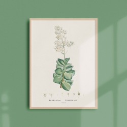 Affiche Plantes Grasses - Crassula Lactea