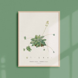 Affiche Plantes Grasses - Crassula Orbicularis