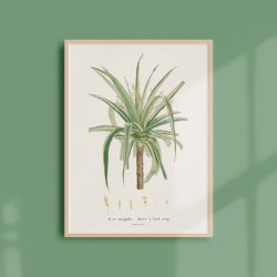Affiche Plantes Grasses - Aloé Marginalis