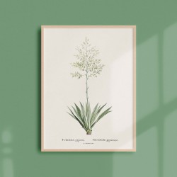 Affiche Plantes Grasses - Furcroea Gigantea