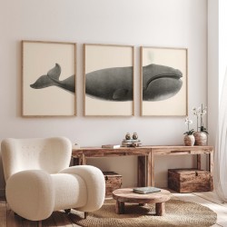 Triptyque - La Baleine Franche