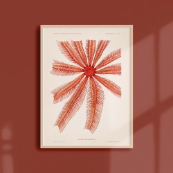 Affiche Coquillages et Crustacés - Brisinga