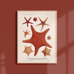 Affiche Coquillages et Crustacés - Etoiles de Mer 3