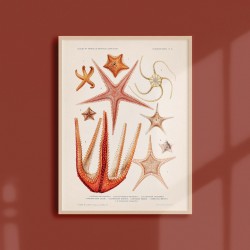 Affiche Coquillages et Crustacés - Etoiles de Mer 3