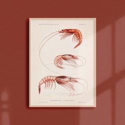 Affiche Coquillages et Crustacés - Les Crevettes