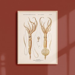Affiche Coquillages et Crustacés - Le Calamar Empereur