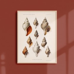 Affiche Coquillages et Crustacés - Les Molusques