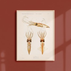 Affiche Coquillages et Crustacés - Les Calamars