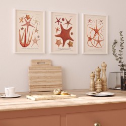 Affiche Coquillages et Crustacés - Etoiles de Mer 2