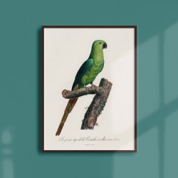 Affiche Animalière - La perruche à collier rose