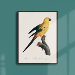Affiche Animalière - La perruche Ara Guarouba
