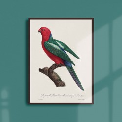 Affiche Animalière - La perruche a large collier