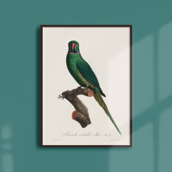 Affiche Animalière - La perruche a double collier