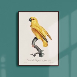 Affiche Animalière - La perroquet à tête grise