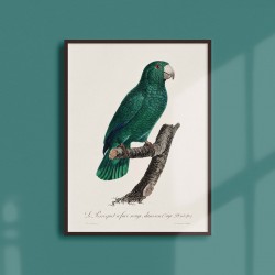 Affiche Animalière - Le perroquet à face rouge