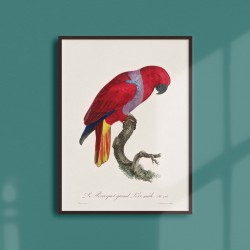 Affiche Animalière - Le perroquet grand lori