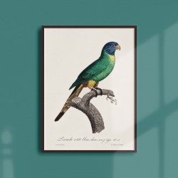 Affiche Animalière - La perruche à tête bleue