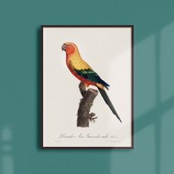 Affiche Animalière - La perruche Ara Guarouba mâle