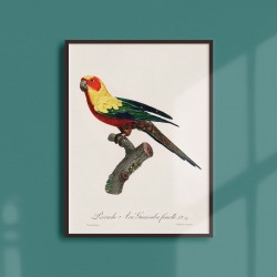 Affiche Animalière - La perruche Ara Guarouba mâle
