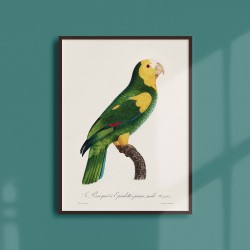 Affiche Animalière - Le perroquet à épaulettes jaune