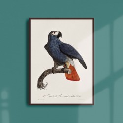 Affiche Animalière - Le perroquet cendré