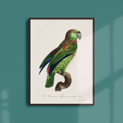 Affiche Animalière - Le perroquet cendré