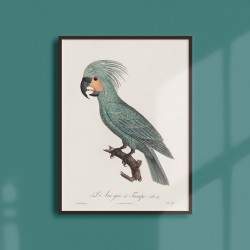 Affiche Animalière - Ara gris à trompe