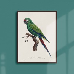 Affiche Animalière - l'Ara militaire