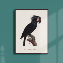 Affiche Animalière - l'Ara noir à trompe