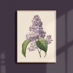 Affiche florale - Lilas