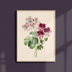 Affiche florale - Geranium