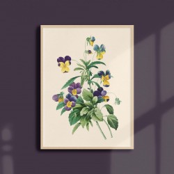 Affiche florale - Pensées