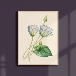 Affiche florale - Lotus Bleu