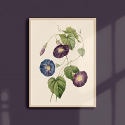 Affiche florale - Ipomée