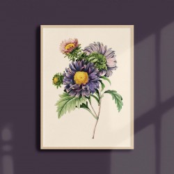 Affiche florale - Aster de Chine