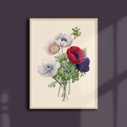 Affiche florale - Anémone