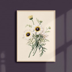 Affiche florale - Chrysanthème
