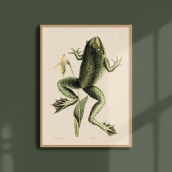 Affiche Tropicale 30 x 40 cm - Grenouille