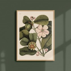 Affiche Tropicale 30 x 40 cm - Balsam