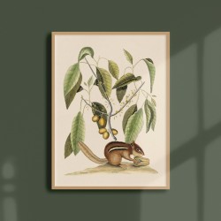 Affiche Tropicale 30 x 40 cm - Ecureuil