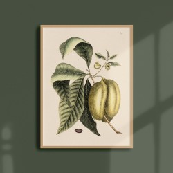 Affiche Tropicale 30 x 40 cm - Papaye
